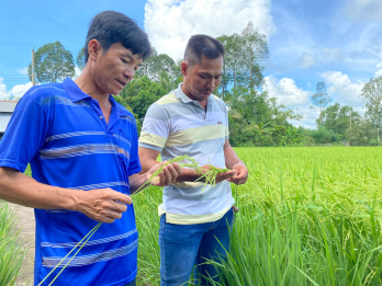 Hợp tác xã nông nghiệp chú trọng liên kết sản xuất