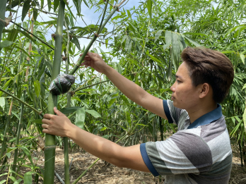 Phát triển kinh tế từ những mô hình hiệu quả