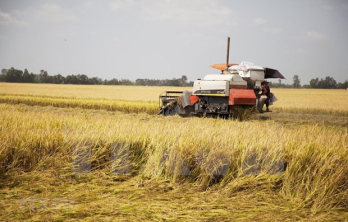 Vietnamese rice prices increase after India’s export ban