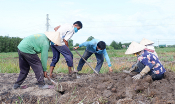 Nông dân trồng khoai mỡ kém vui do giá giảm