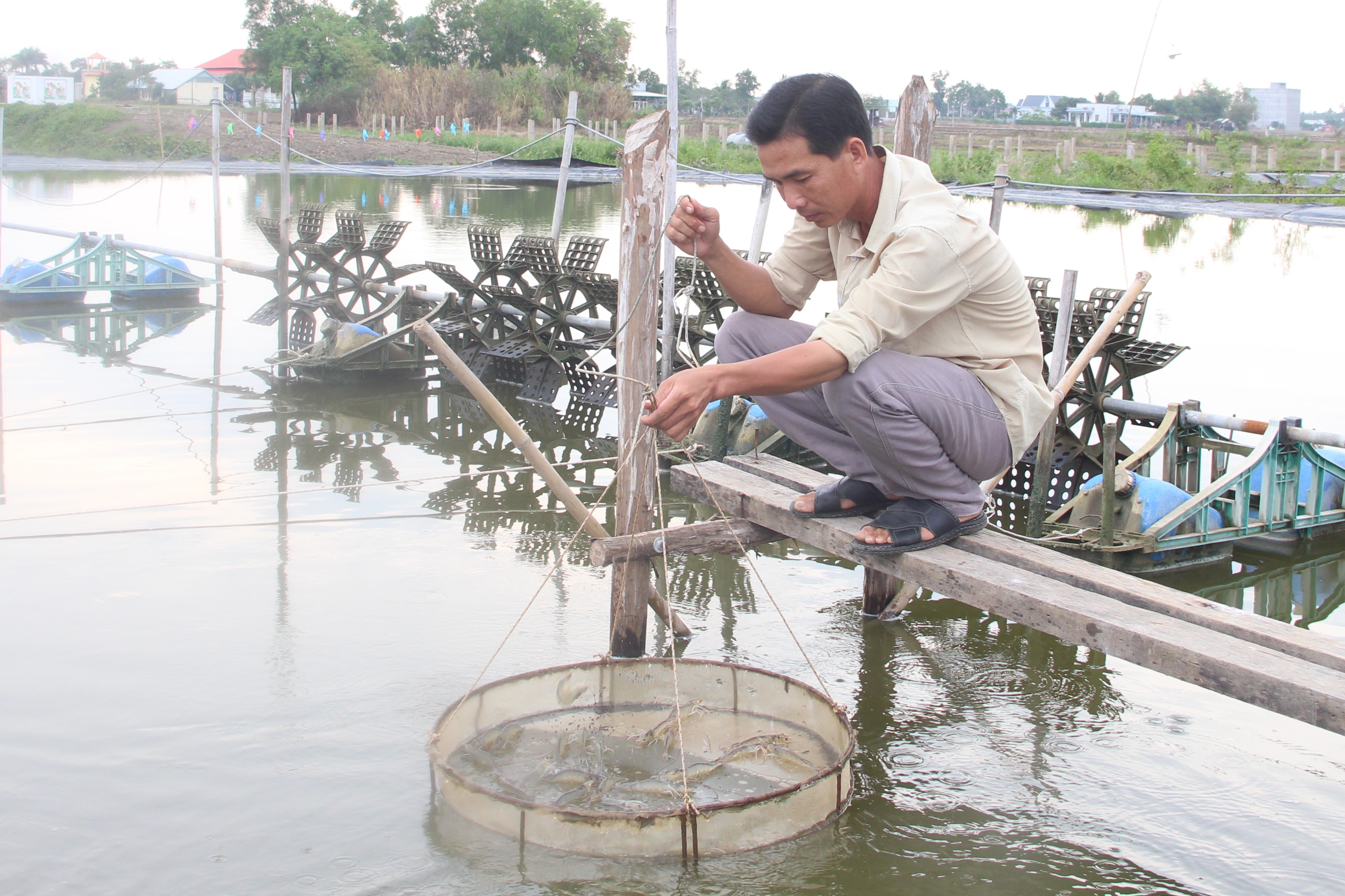 Giá tôm tiếp tục giảm