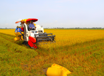 Bringing Long An's agricultural products out of the border