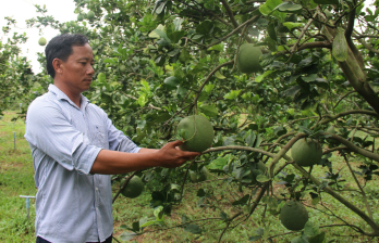 Tăng thu nhập nhờ chuyển đổi cây trồng