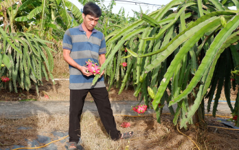 Trồng thanh long - Tiếp tục hay dừng lại? (Bài 2)