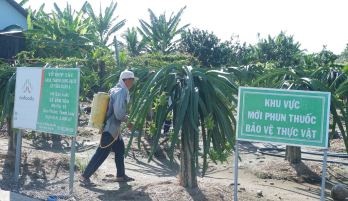 Trồng thanh long - Tiếp tục hay dừng lại? (Bài 3)