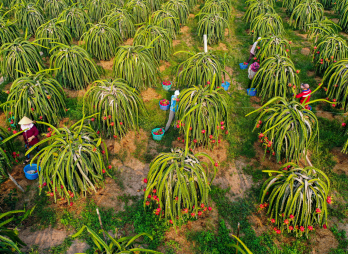 Trồng thanh long - Tiếp tục hay dừng lại? (Bài cuối)