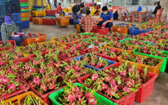 Liên kết sản xuất, tiêu thụ thanh long thương phẩm còn hạn chế