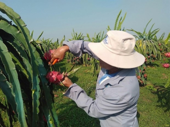 Dragon fruit origin e-traceability system introduced in Binh Thuan