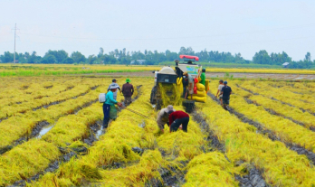 Giá gạo Việt Nam cao nhất thế giới, cả nước còn bao nhiêu gạo để xuất khẩu?