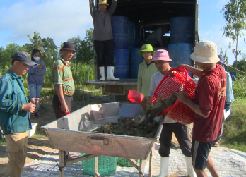 Nhân rộng mô hình ương giống và nuôi thương phẩm cá trê vàng