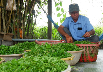 Phát triển kinh tế nhờ trồng rau sạch