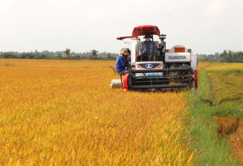 Ngành Nông nghiệp tỉnh triển khai nhiều giải pháp bảo đảm an ninh lương thực