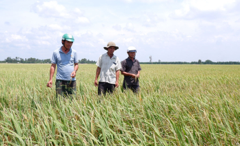 Hợp tác xã nông nghiệp sản xuất theo tiêu chuẩn VietGAP