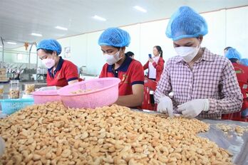 Cashew exports predicted to strongly rebound by the year-end