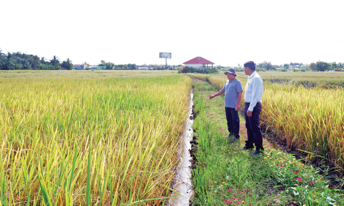 Ông Nguyễn Hữu Kỳ (bên phải, xã Bình Thạnh, huyện Thủ Thừa) ứng dụng khoa học - kỹ thuật vào sản xuất, góp phần tăng năng suất, lợi nhuận trên cùng diện tích canh tác