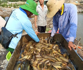 Long Thạnh nuôi, trồng thủy sản ngày càng phát triển