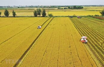 Joint efforts needed for sustainable development of rice farming in Mekong Delta