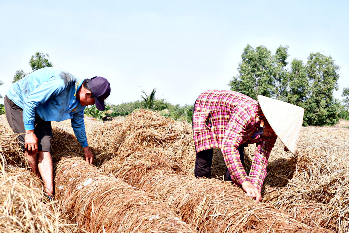 Tăng thu nhập từ trồng nấm rơm