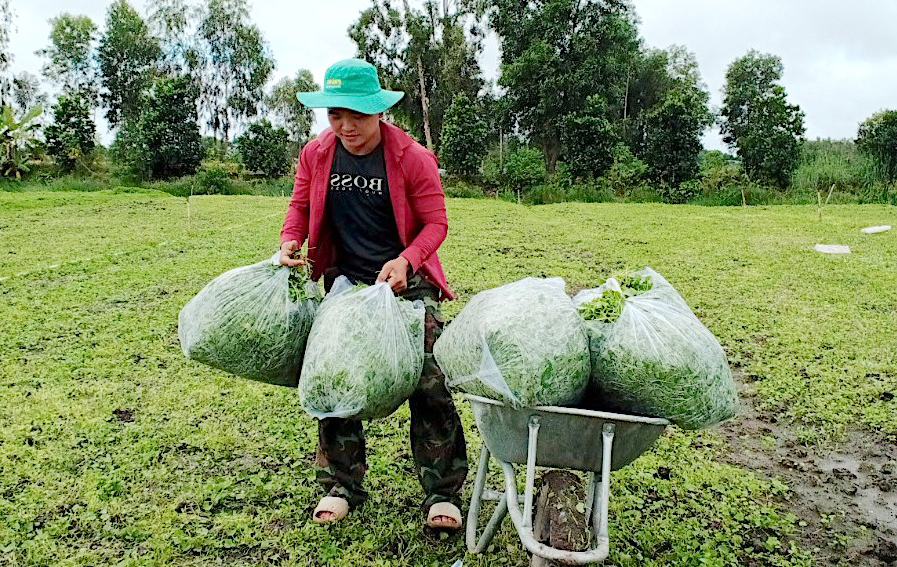 Nhờ áp dụng khoa học - kỹ thuật, anh Lê Thanh Phong trồng rau má đạt năng suất cao, mang lại nguồn thu nhập ổn định cho gia đình