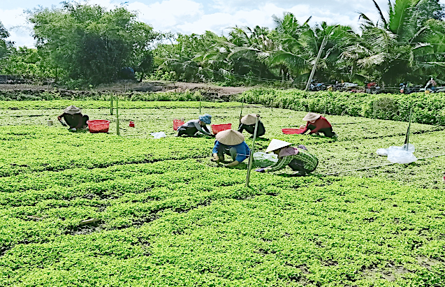 Mô hình Trồng rau má trên đất trồng lúa, trồng chanh của anh Lê Thanh Phong giải quyết việc làm cho người dân địa phương