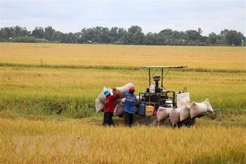 Bài toán nâng năng suất lúa để ứng phó biến đổi khí hậu tại ĐBSCL