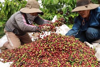 Vietnamese coffee producers urged to focus on quality for sustainable export