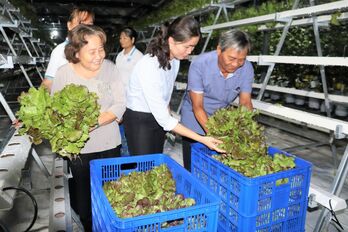 Rau công nghệ cao 'bén duyên' vùng đất phèn Long Hựu Tây