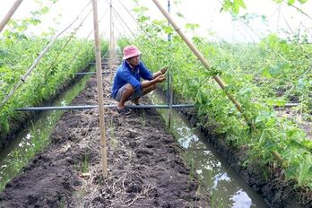 Dong Thap province grows high-value crops in unproductive rice fields