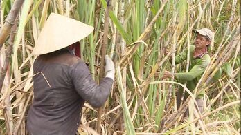 Bitter taste of cane leaves processing factories closed