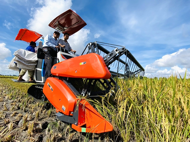 Lúa được mùa, được giá nên năm nay nông dân ĐBSCL hào hứng sẽ ăn tết lớn. Ảnh Công Hân