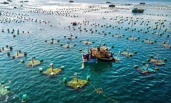 Vietnam works on sustainable development of marine aquaculture