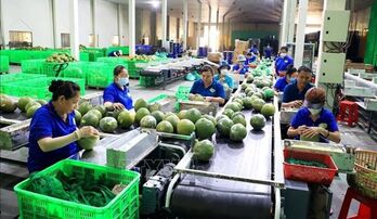 Vietnam’s vegetable export to surpass 1 bln USD by 2030