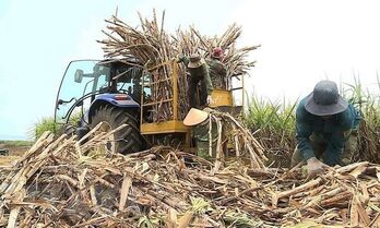 Sugar prices to surge towards the end of the year: VSSA