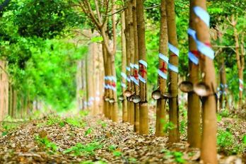 Vietnam’s rubber industry goes green