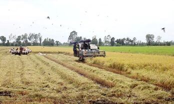 Festival to drive national rice trade