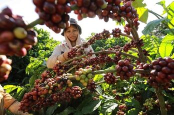 Coffee exports hoped to set new record