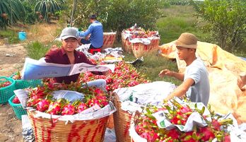 Dragon fruit price increases as entering season end