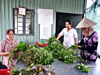 Đưa rau sạch đến với người tiêu dùng