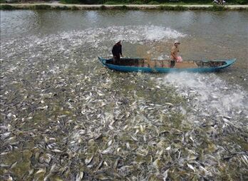 Tra fish export value estimated at 1.8 billion USD this year: Deputy Minister