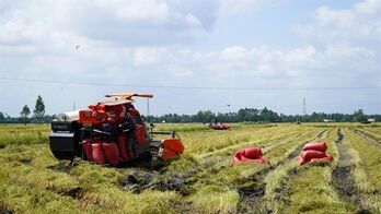 Kien Giang province to expand organic rice cultivation