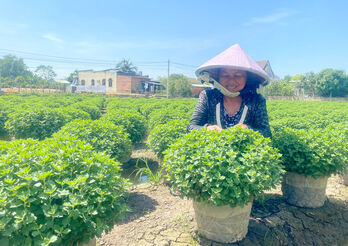 Tất bật vụ hoa tết