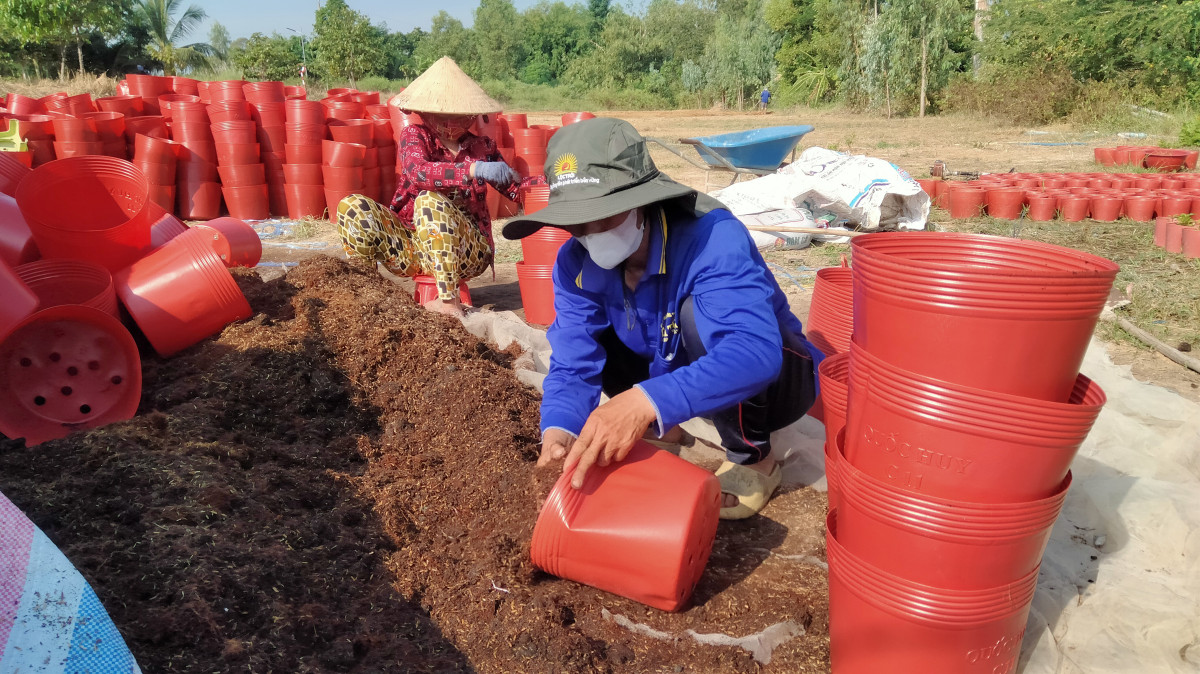 Tân Hưng: Nông dân vào mùa trồng hoa tết