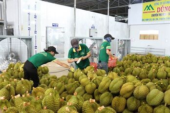 Vietnamese fruits struggle with higher standards