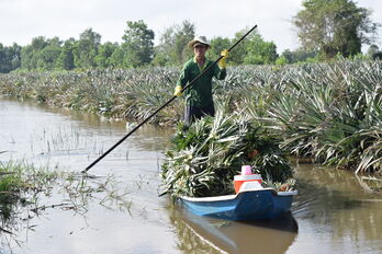 Giá khóm tăng cao, nông dân phấn khởi