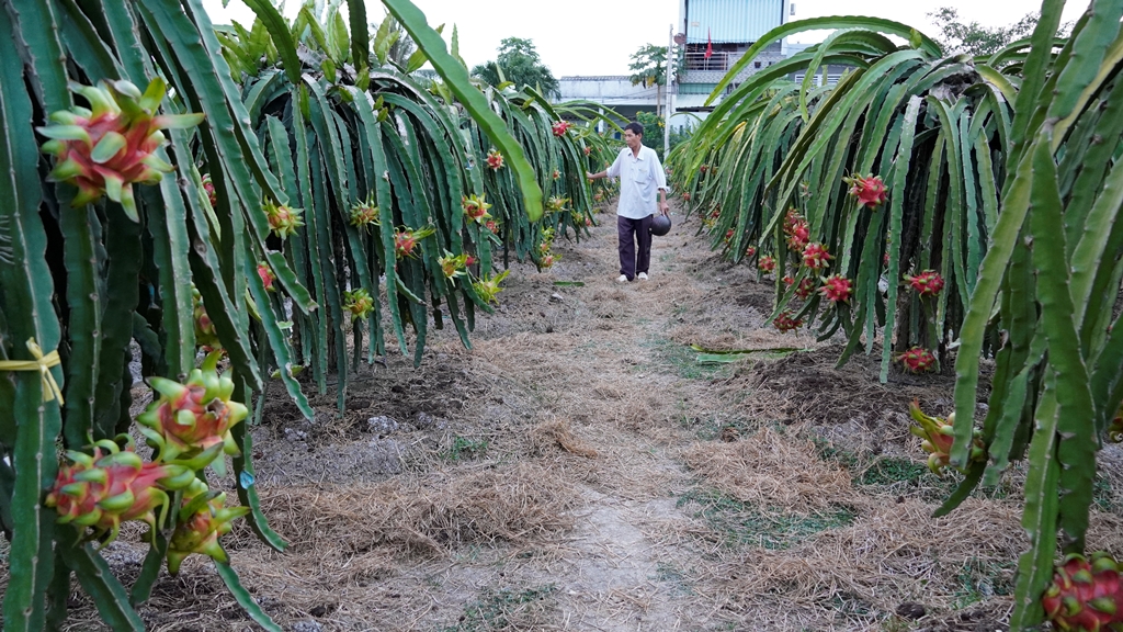 Nguồn vốn từ Phòng Giao dịch Ngân hàng Chính sách xã hội huyện giúp nhiều hộ nông dân huyện Châu Thành có điều kiện tái sản xuất thanh long
