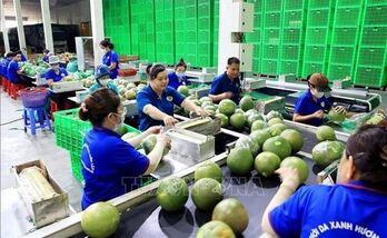 Fruit, vegetable exports see green shoots