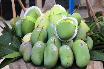 An Giang exports first green-peel elephant mangoes to Australia, US