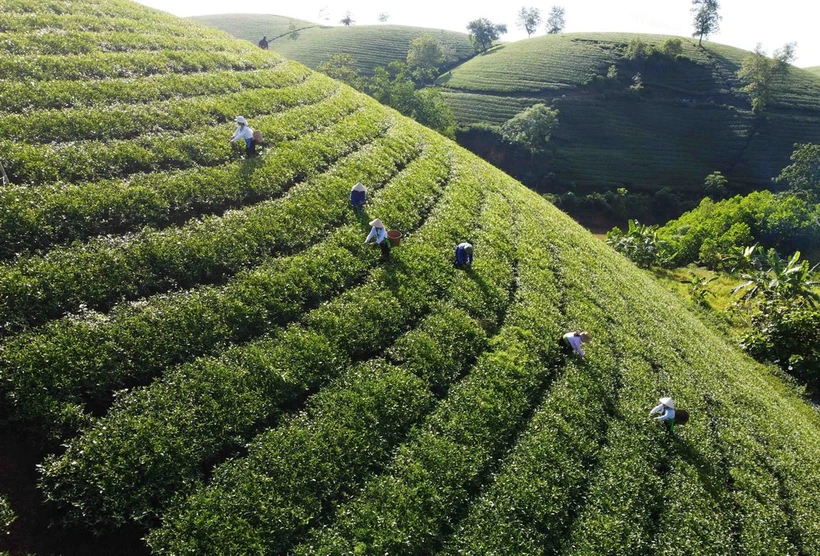 Một vùng sản xuất chè xanh. (Ảnh: Vũ Sinh/TTXVN)