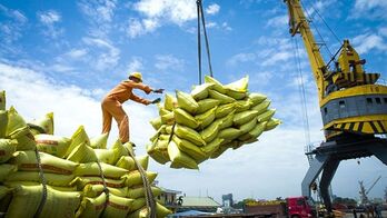 Market diversification crucial for rice sector: Experts