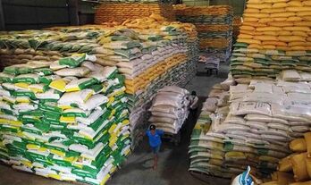 Rice export soars to record high in 2023